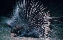 Quills