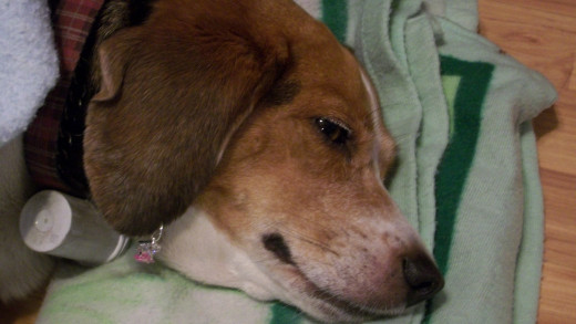 Trixie after a hard day of camping loves her bed and pillow. She gets up when ever we get up. She is very accommodating.