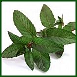 fresh mint