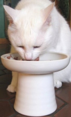 This image and elevated pet feeder can be found in 