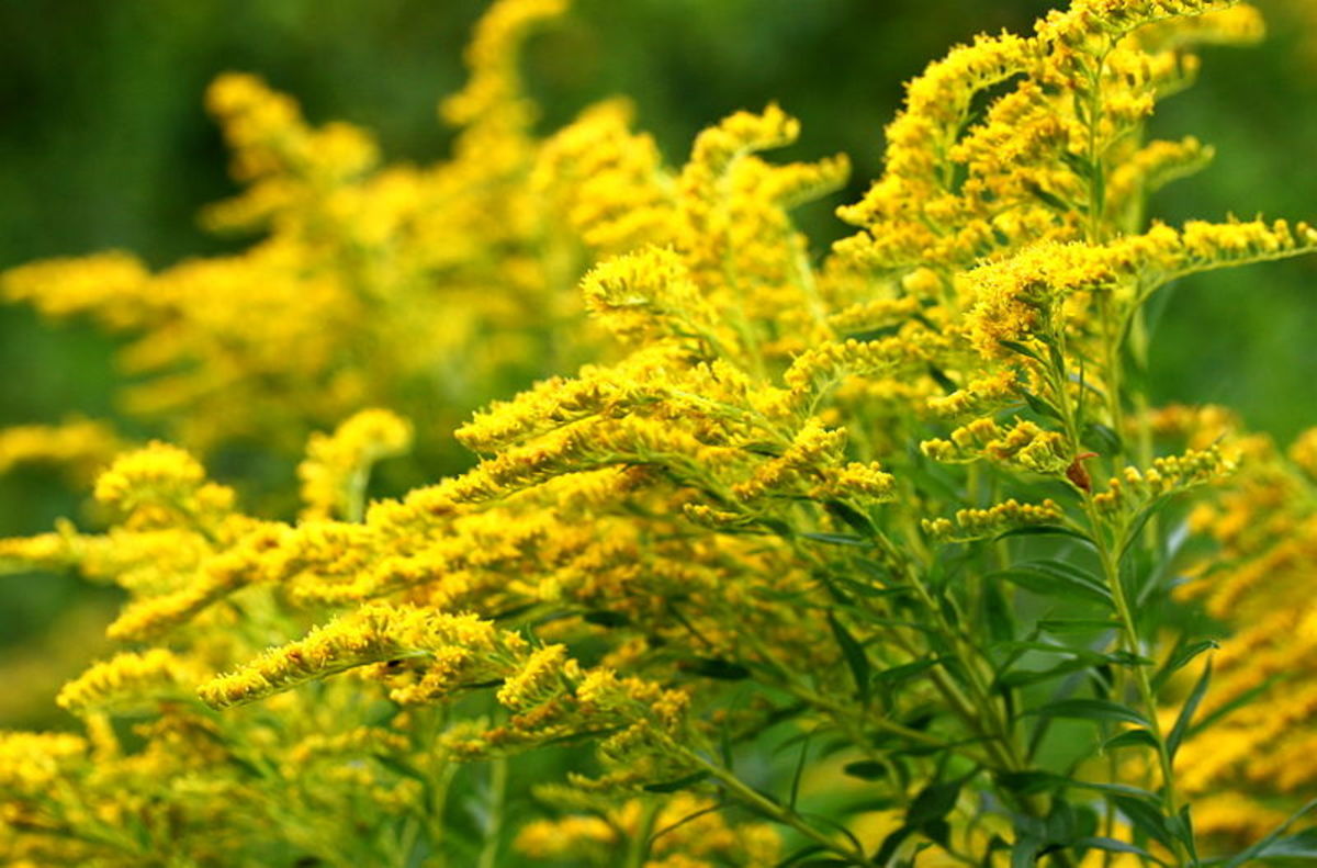 How To Grow Goldenrod For Fall Color Dengarden Home And Garden