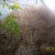 Taken from ground level, they are quite a bit taller than I am. Thank goodness the guys will pull all of these out while I only have to offer encouragement. I'm good at that. Taken from ground level, they are quite a bit taller than I am. Thank goodness the guys will pull all of these out while I only have to offer encouragement. I'm good at that.