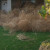 These are in the other neighbor's yard. We figured out that they came here first and then, climbed over each other to create the mass in our yard. There is a small opening between her porch and our mulberry tree. Did you know that tumbleweeds could c These are in the other neighbor's yard. We figured out that they came here first and then, climbed over each other to create the mass in our yard. There is a small opening between her porch and our mulberry tree. Did you know that tumbleweeds could c