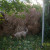 Oni is trying to figure out how to get to the backyard. She never did and had to go around to the other side of the house. The ground is full of the leaves that the winds pulled off the mulberry in the front yard. Oni is trying to figure out how to get to the backyard. She never did and had to go around to the other side of the house. The ground is full of the leaves that the winds pulled off the mulberry in the front yard.