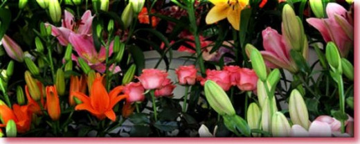 Choice of flowers by Darnok