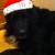 Maggie Magz sporting her Christmas hat. She loves to play dress up. Maggie Magz sporting her Christmas hat. She loves to play dress up.