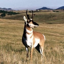 A pronghorn in Wind Cave National Park