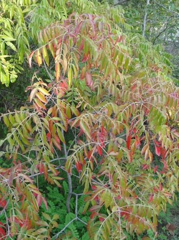 Sumac is found along all of our roadways.