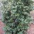 My Camellia Bush blooms from Christmas until March when the spring flowers bloom. I use the flower for holiday flower arrangements. My Camellia Bush blooms from Christmas until March when the spring flowers bloom. I use the flower for holiday flower arrangements.