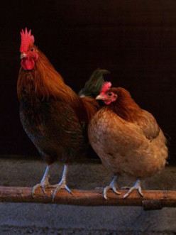 6 Top Chickens to explore