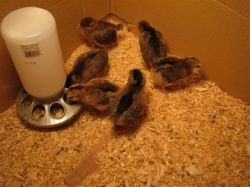 Baby Chicks in first few weeks