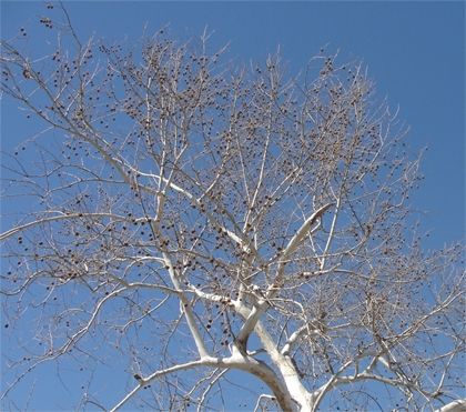 Cottonwood budding on the corner against the sky
