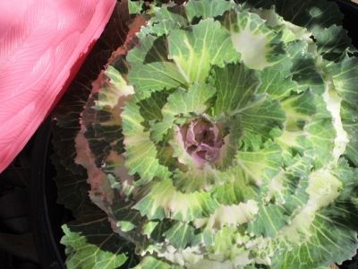 Cabbage decorative and delicious