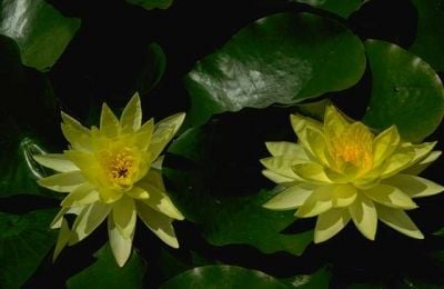 The Yellow Water Lilies Floating Along the Shoreline