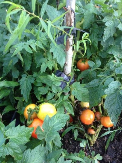 The Continue to Grow All Summer Long