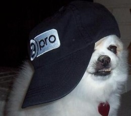 Bella the "Proseller" (Our Mascot At TeeZazzle.com)