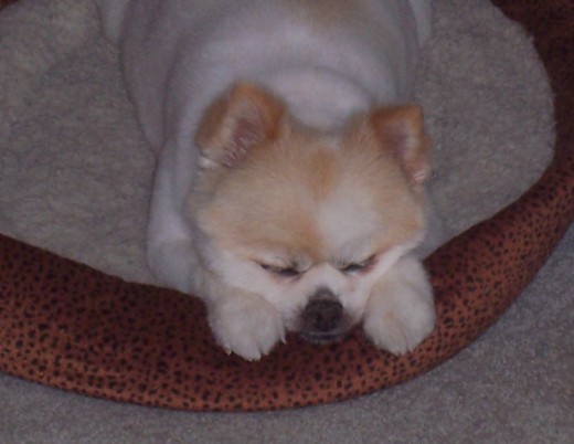 I Need A Nap!