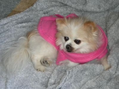 RIP My Sweet Bella