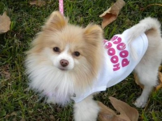 Tinker - My new little 4 pound Pomeranian rescue dog (My Hoochie Poochie as her shirt says..lol)