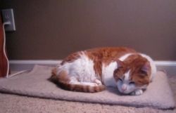 K&amp;H Thermo-Kitty Mat