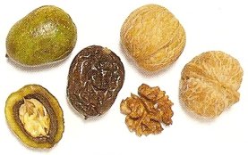 Walnuts: green, pickled and mature