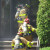 Making entry into a multi residential condo building with heavy fire showing. Making entry into a multi residential condo building with heavy fire showing.