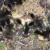 Down the storm drain are 10 tiny baby ducks that fell through the storm drain grate while crossing the street following Mama duck on the way to the nearby lake. Mama duck was nearby quacking and squawking to us as loud as she could to rescue her bab Down the storm drain are 10 tiny baby ducks that fell through the storm drain grate while crossing the street following Mama duck on the way to the nearby lake. Mama duck was nearby quacking and squawking to us as loud as she could to rescue her bab