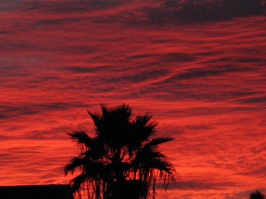 Reddish clouds at sunset provide a backdrop for this Tucson, AZ Palm Tree