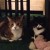 Featuring amazing low light imaging, my cats were under the dining room table at night, I was across the room on the couch - zoom and low light clear! Featuring amazing low light imaging, my cats were under the dining room table at night, I was across the room on the couch - zoom and low light clear!