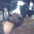 Unhappy cows moo or bellow. The barn, filled with more than 300 cows, was totally quiet the whole time I was there. This girl kept trying to lick me. Unhappy cows moo or bellow. The barn, filled with more than 300 cows, was totally quiet the whole time I was there. This girl kept trying to lick me.