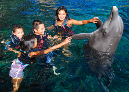 Swimming with dolphins! 