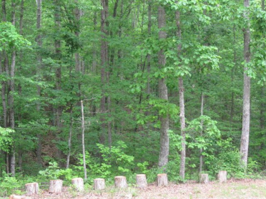 The forest edge, also known as the front yard.