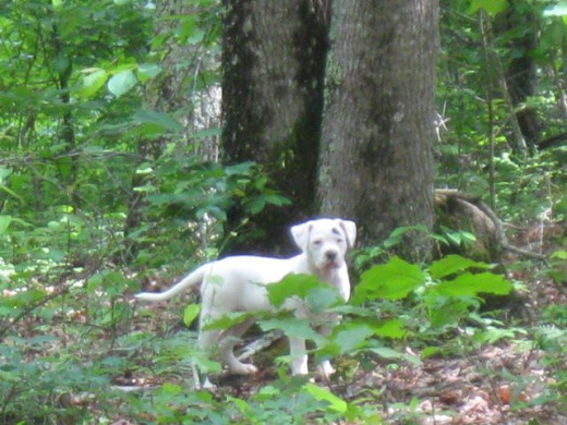 Woo likes to lead me on merry chases through the woods.  She's still learning to come when called ;).