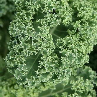 Fresh kale adds a lot of nutrition, and its bitter taste is camouflaged by other ingredients
