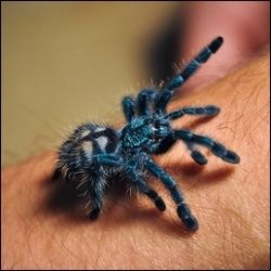 image credit - Avicularia versicolor - a colorful variety of the Peruvian Pink Toe photo by Chris Zielecki - This is actually a very young juvenile. They get much larger.
