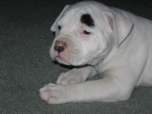 Good morning.  Me still all sleepy face here but Mom keeps snapping off shots anyway.