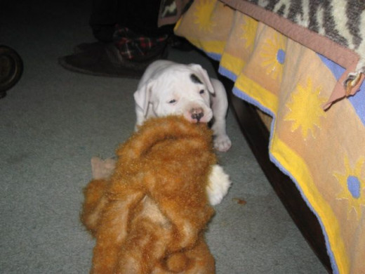 Dragging my monkey toy off under the couch.  i like to stash things under the couch.