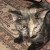 Hissy face! Sammie has yet to adjust to my puppyness. Gee whiz, i try to be nice but she just arches up and spits like it's the end of the world. Hissy face! Sammie has yet to adjust to my puppyness. Gee whiz, i try to be nice but she just arches up and spits like it's the end of the world.