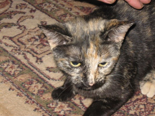 Hissy face!  Sammie has yet to adjust to my puppyness.  Gee whiz, i try to be nice but she just arches up and spits like it's the end of the world.