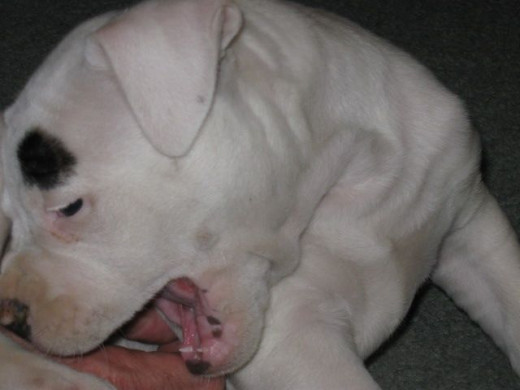 Woof!!!  Gr.  Play, play, play.