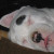 Woo often sleeps with her tongue sticking out :). Woo often sleeps with her tongue sticking out :).