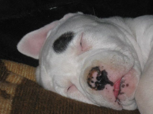 Woo often sleeps with her tongue sticking out :).