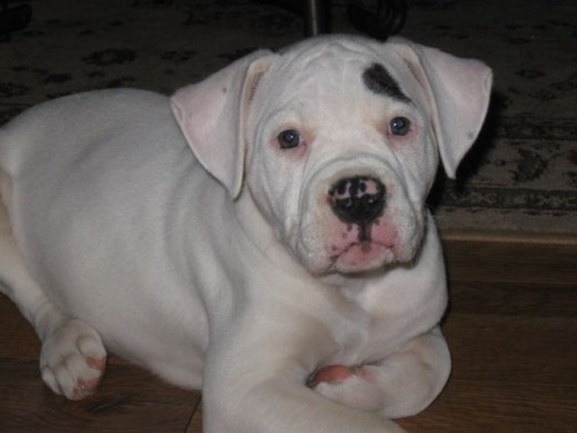 Nine a half week old Woo, American Bulldog