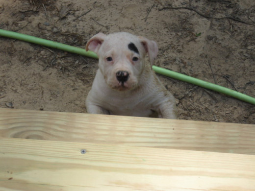 Stairs are hard.  I'm getting it but I'd rather play in the hose.  Look!  There's tons of dirt to roll in.  I don't know why mom wants grass.