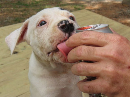 Nothing is better than strawberry soda.  Not chasing the cat, not kibble, not even mud.
