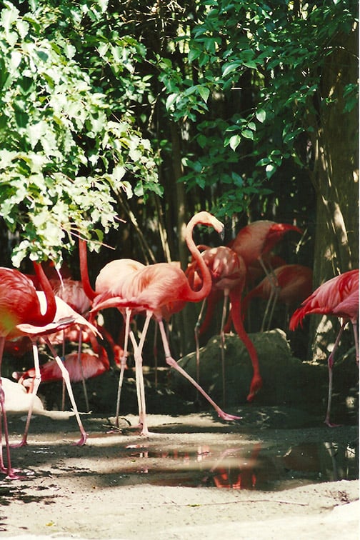 Flamingos at the local zoo.