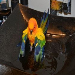 Buy the Best Bird Baths