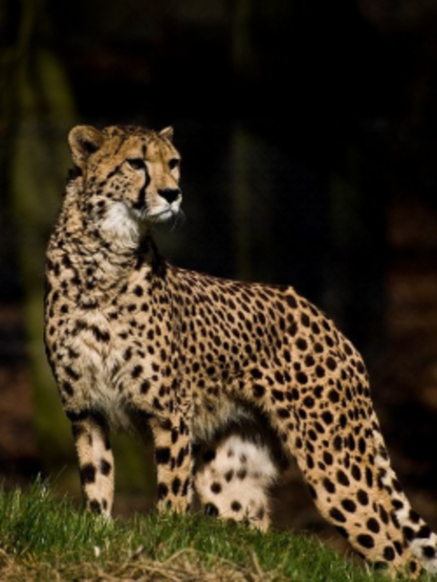 puma leopard jaguar