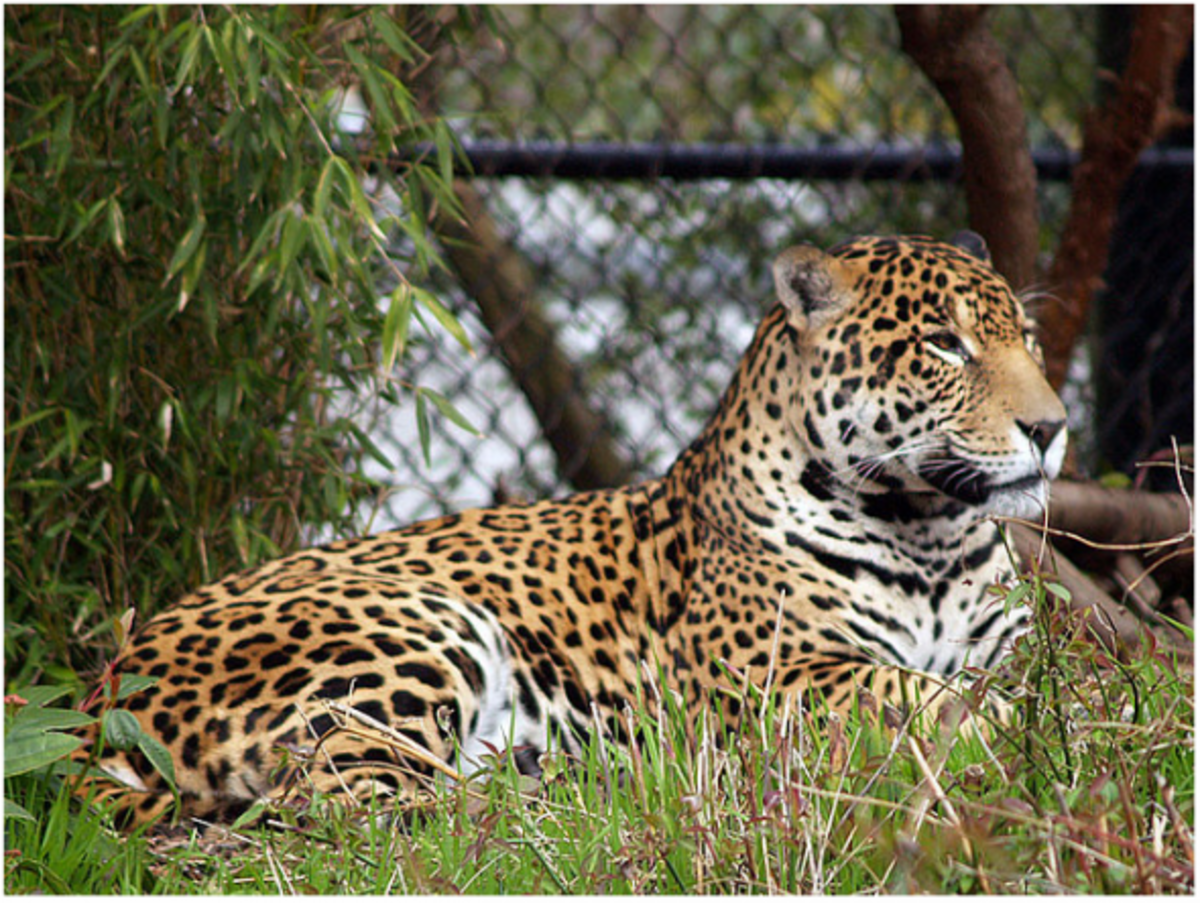 Jaguar Vs Leopard Vs Cheetah Vs Panther