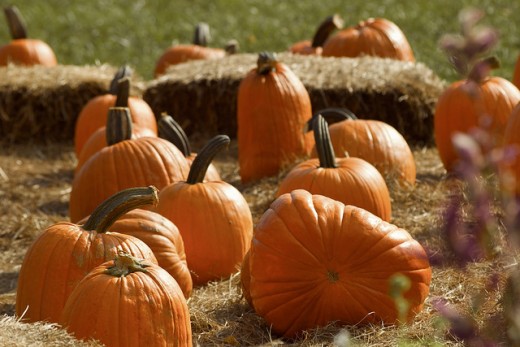 Great Pumpkin Patch